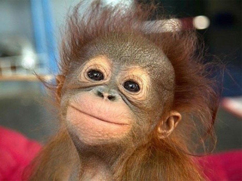 Рейнджер Матье Шамаву