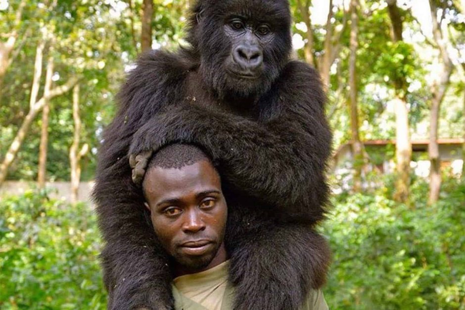 Смешные обезьянки