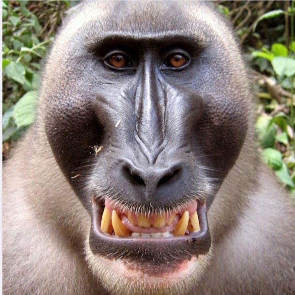 Ринопитек Страйкера