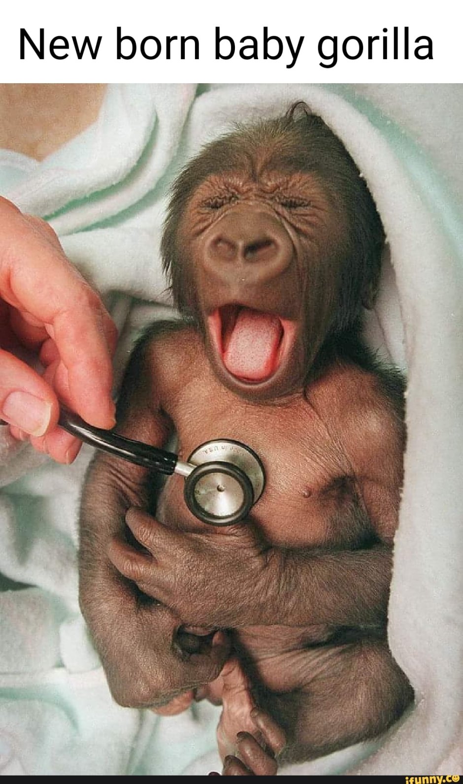 Огромная жирная обезьяна