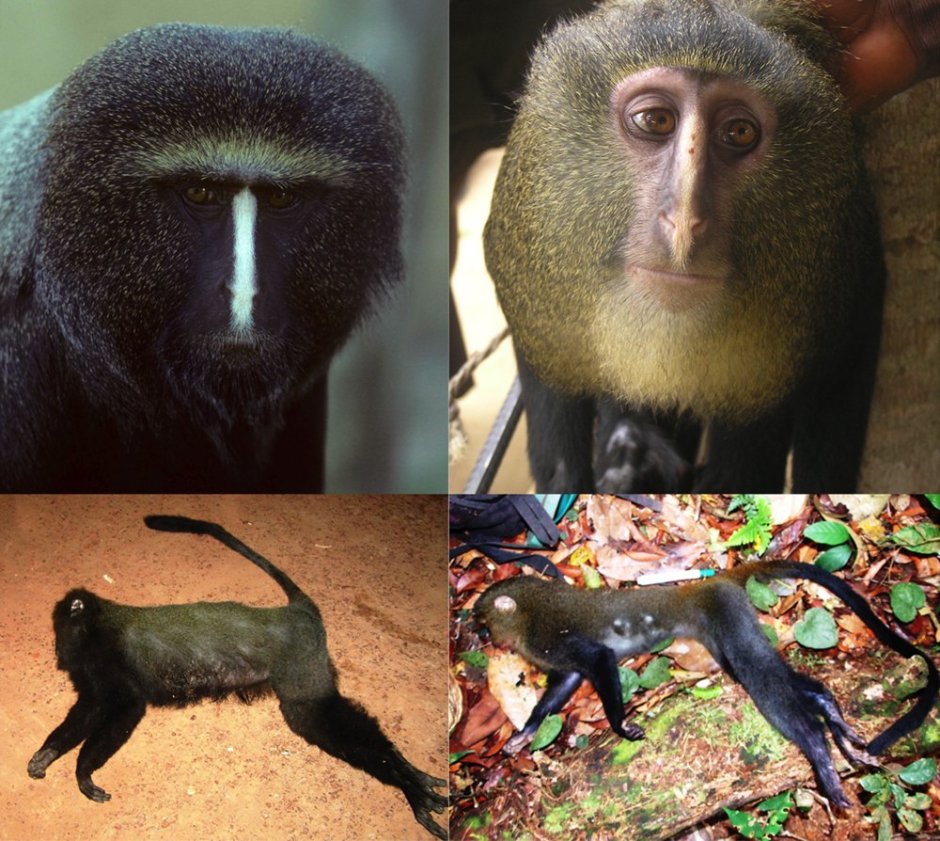 Некрасивая обезьяна