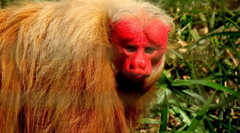 Павианы гелады доисторические