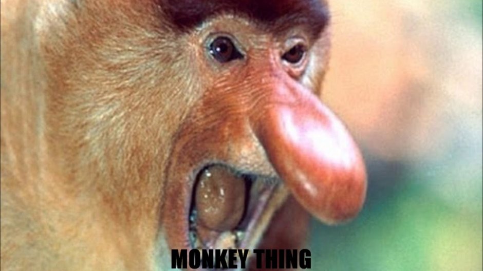 Приматы лесула