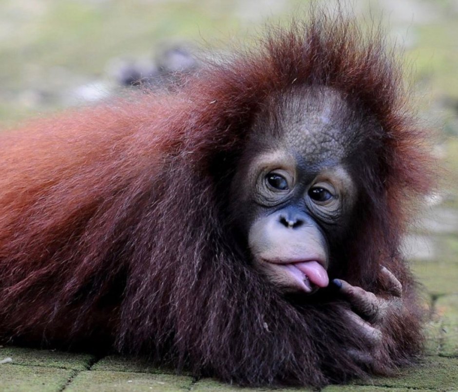 Обезьяна лысый уакари