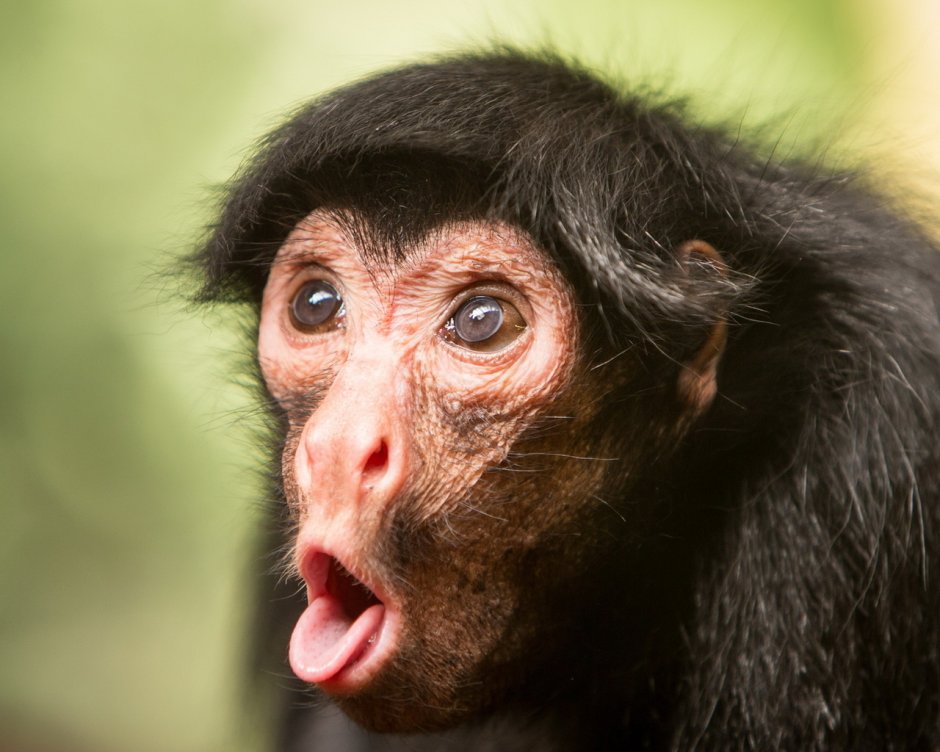 Большая страшная обезьяна