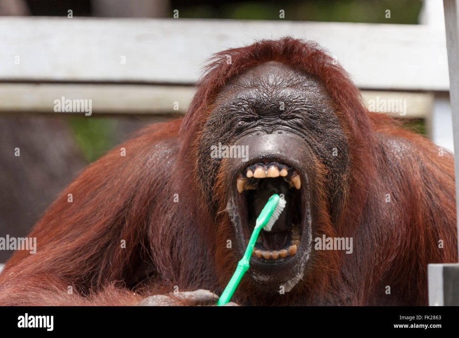 Орангутан носач