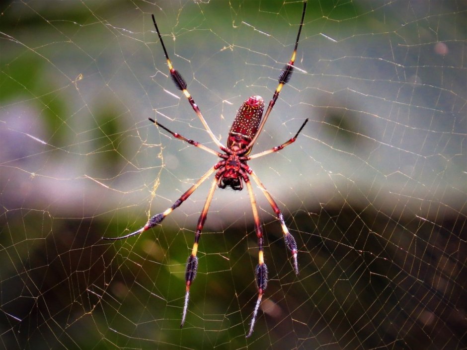 Dysdera crocata паук