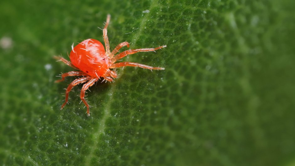 Dysdera crocata poisonous