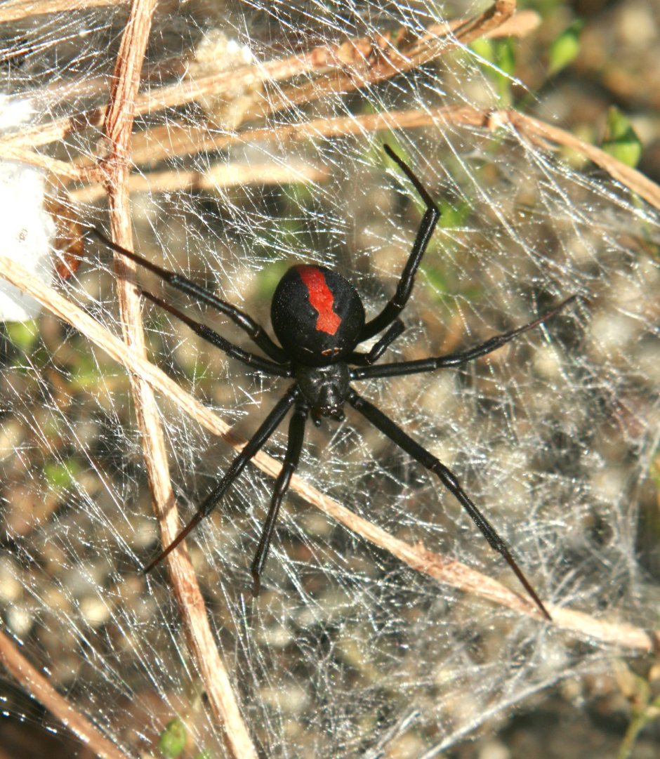 Calommata signata паук
