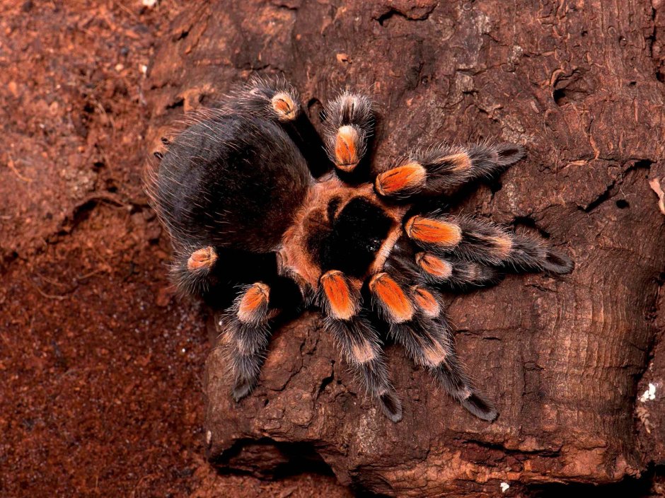 Отряд акариформные клещи (Acariformes)