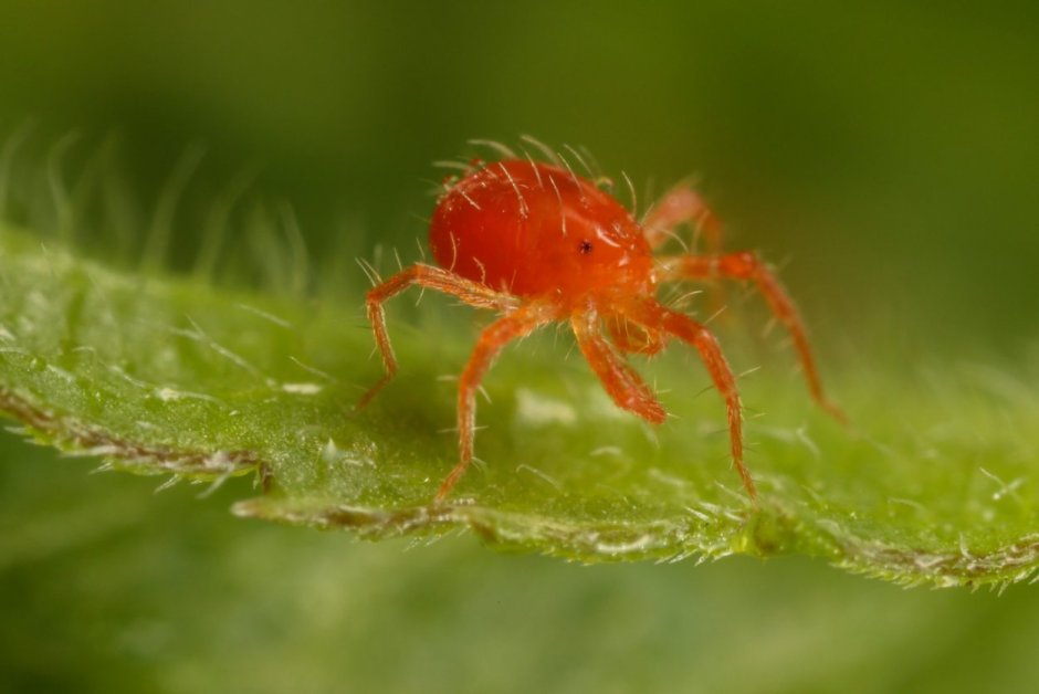 Cebrennus rechenbergi
