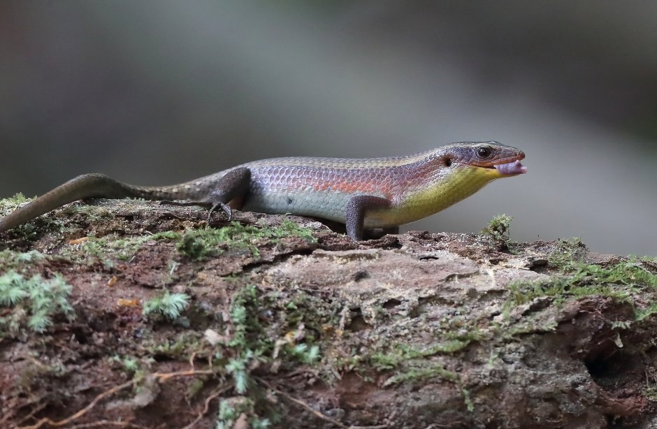 Hemidactylus mabouia
