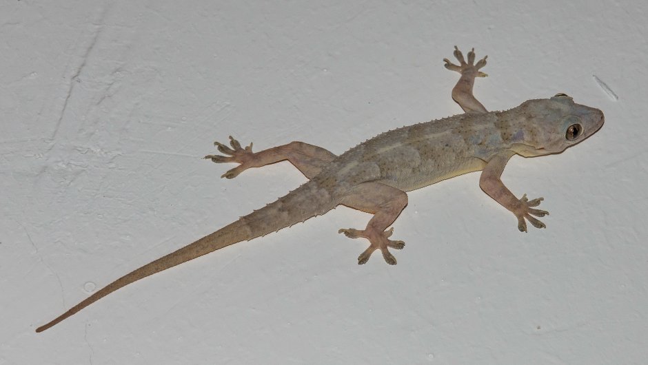Trachylepis Atlantica