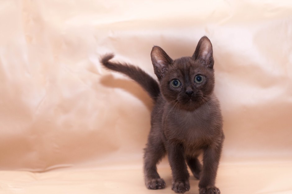 Бурманская кошка котята