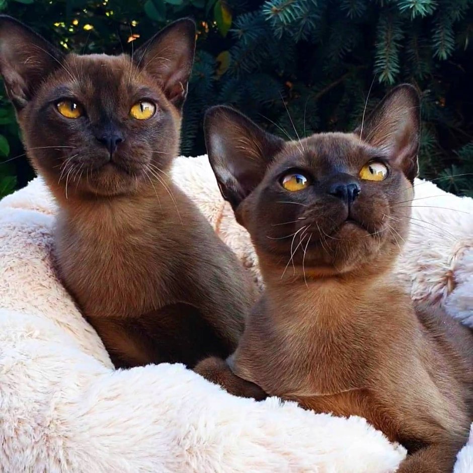Европейская Бурманская кошка