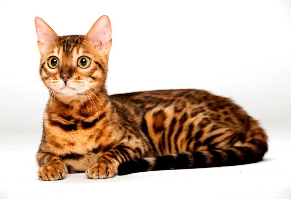 Бенгальская короткошерстная кошка