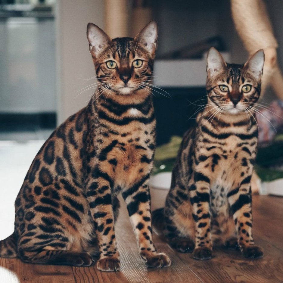 Бенгальский кот
