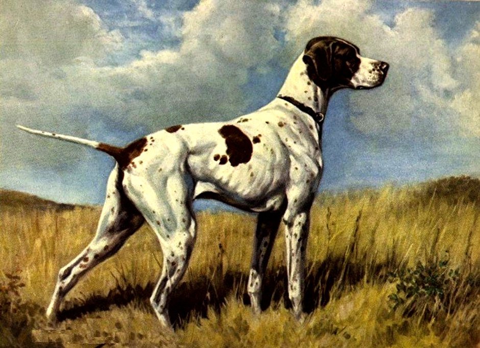 Короткошерстная выжла