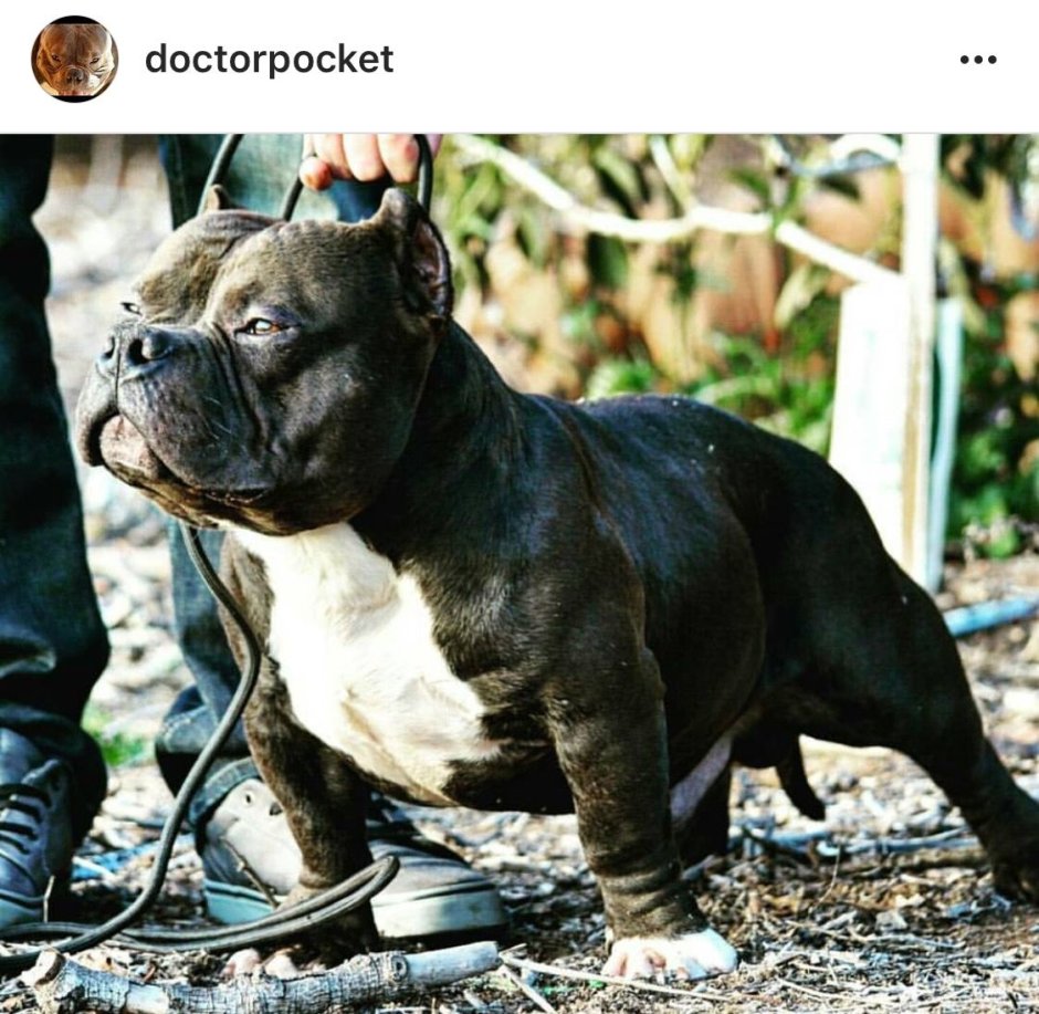 Американский булли покет Pocket