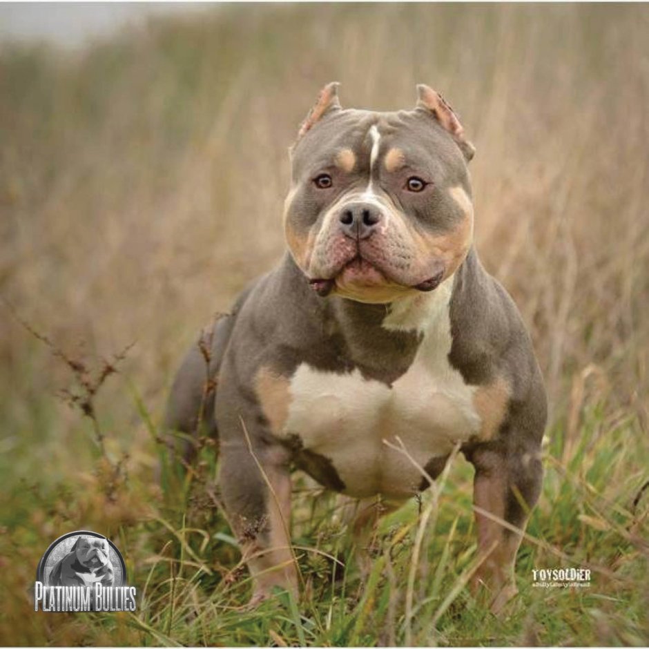 American Bully Dax