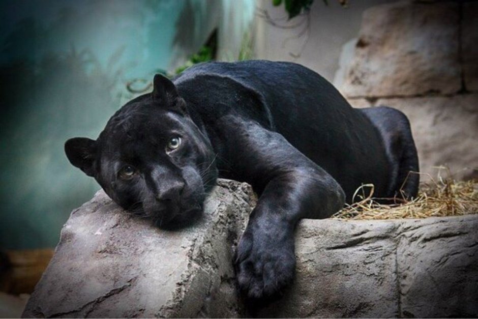 Пантера в Московском зоопарке