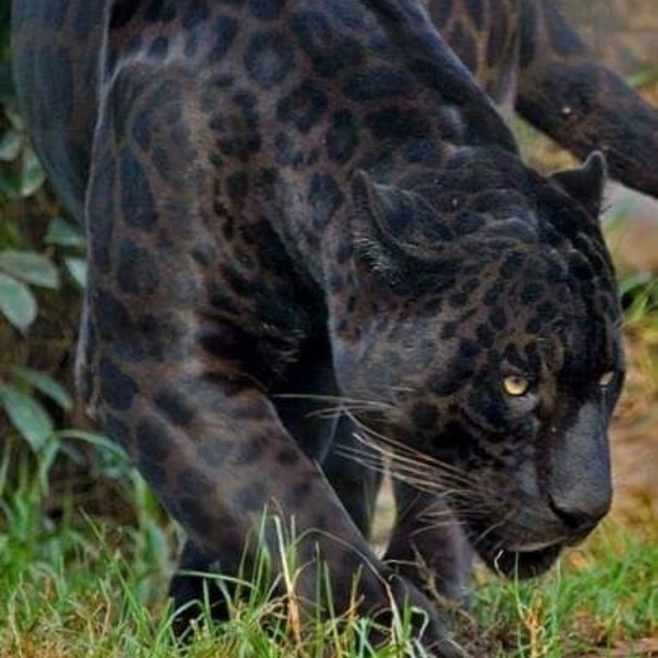 Пантера Гиагуаро