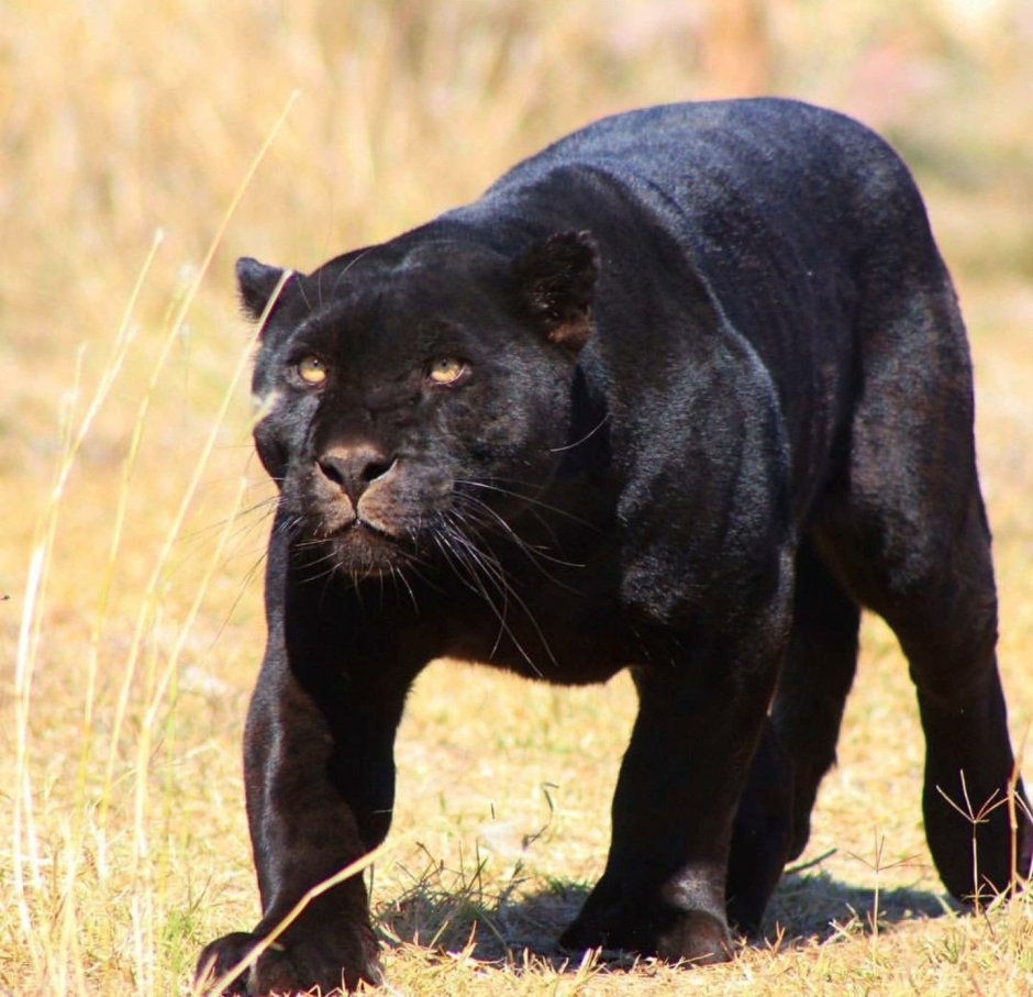 Пантера меланист