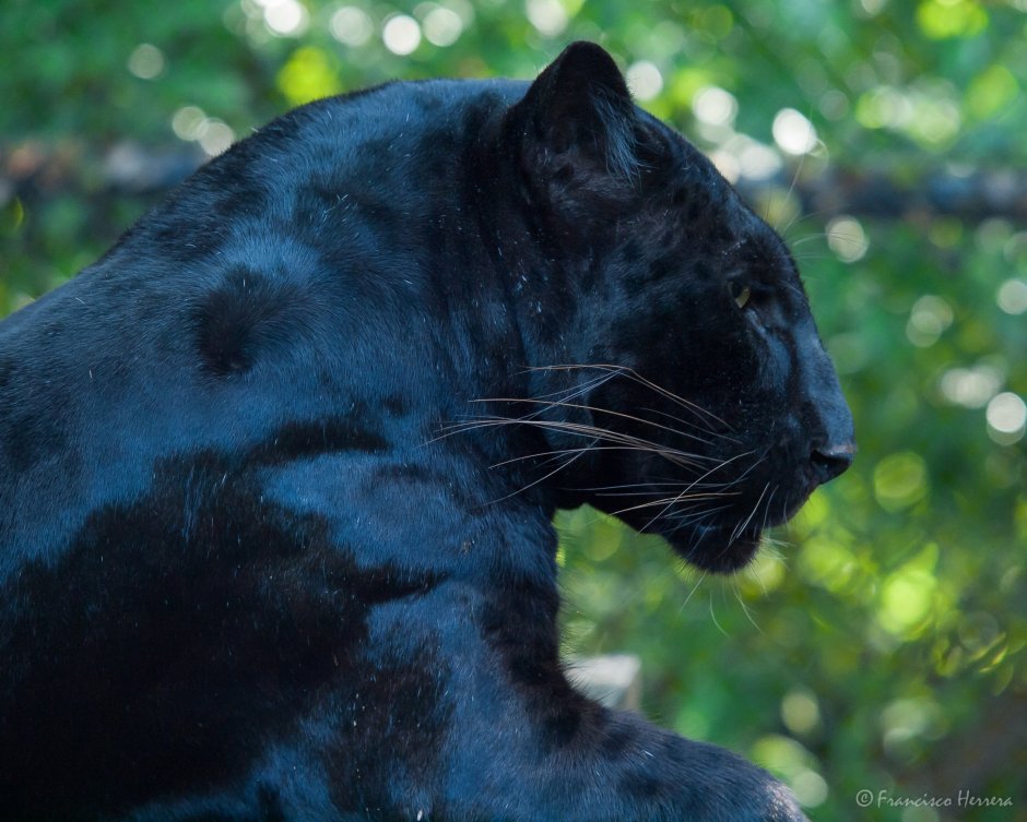 Черная пантера в профиль