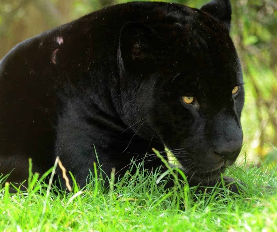 Толстая пантера