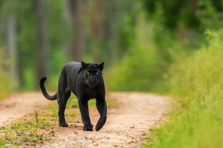 Пантера крадется вид спереди