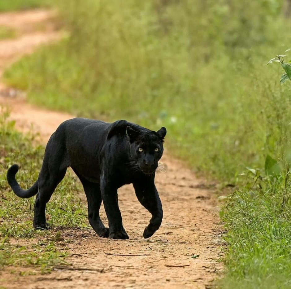 Карликовая пантера