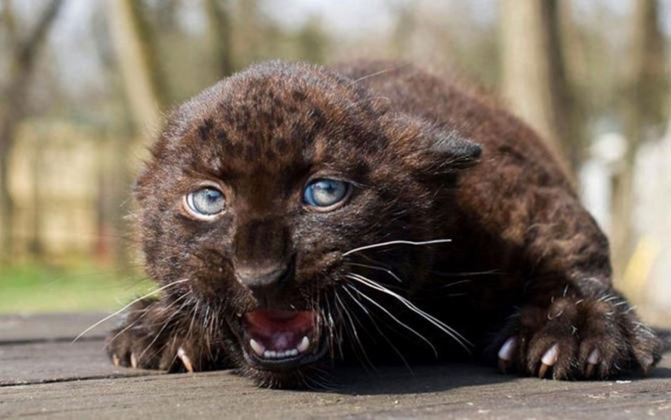 Испуганные животные