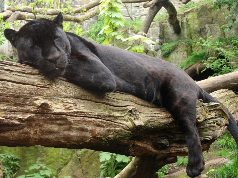 Пантера спит на дереве