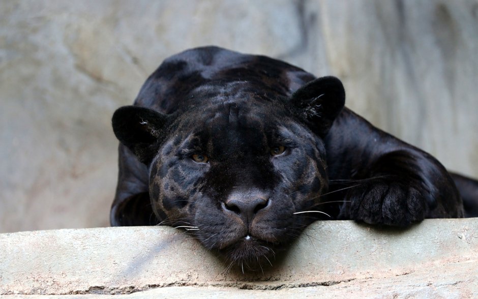 Пума черная и пантера