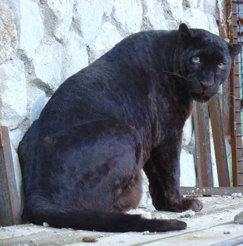 Жирная пантера