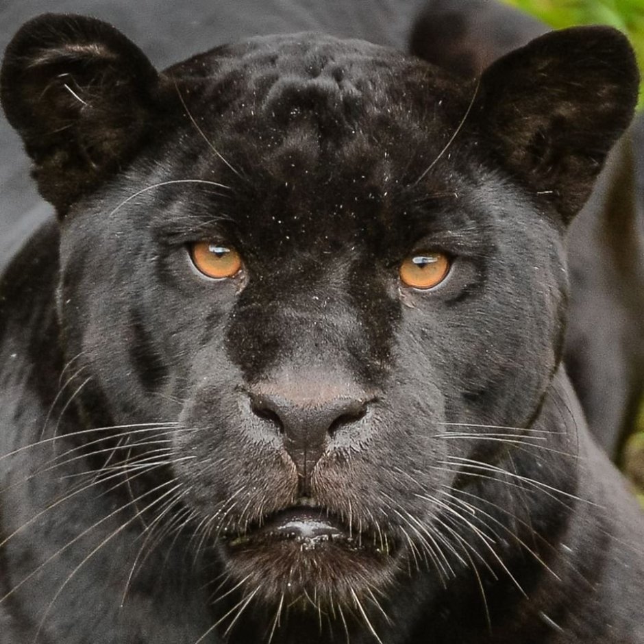 Толстая пантера