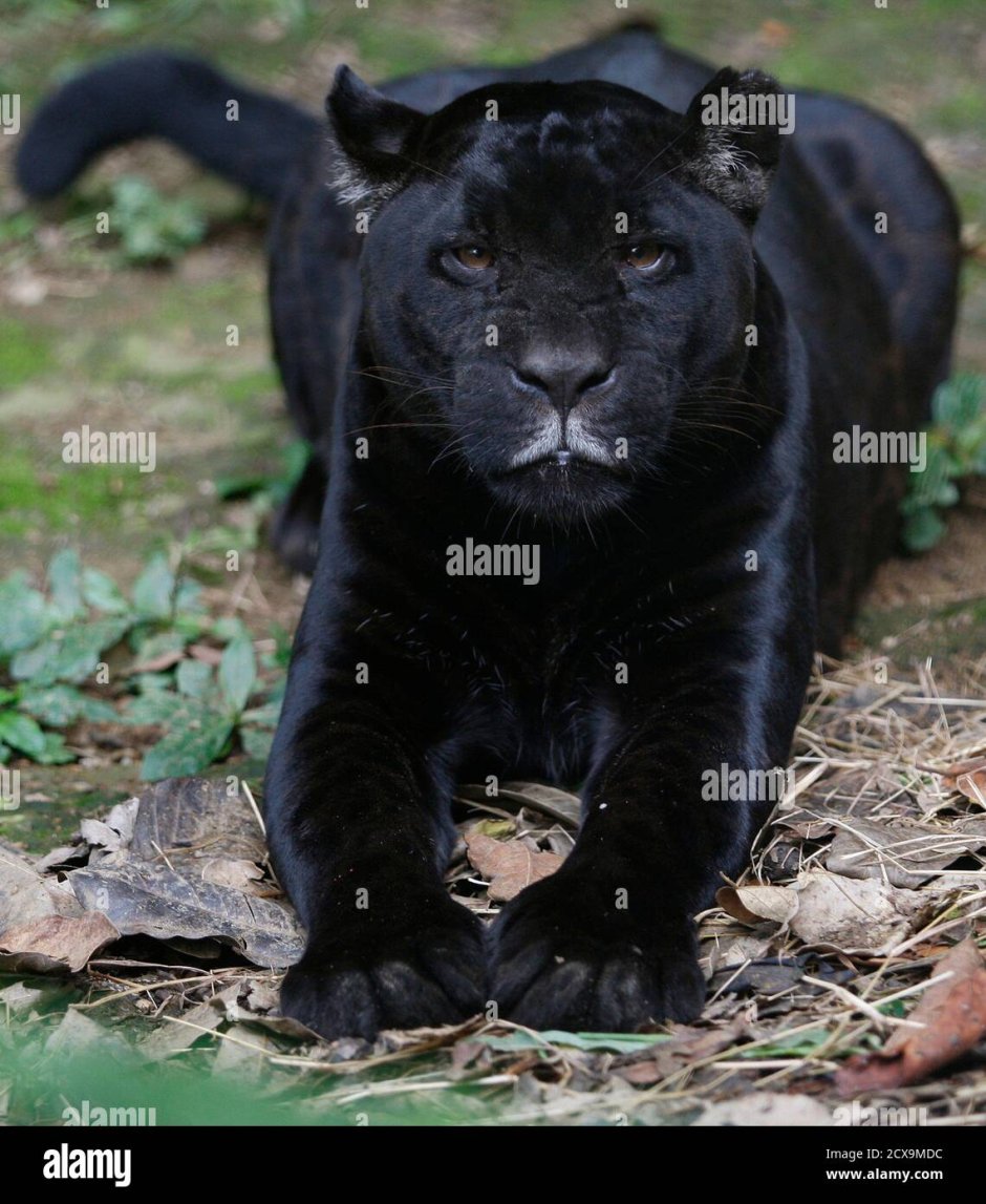 Львица Пума пантера