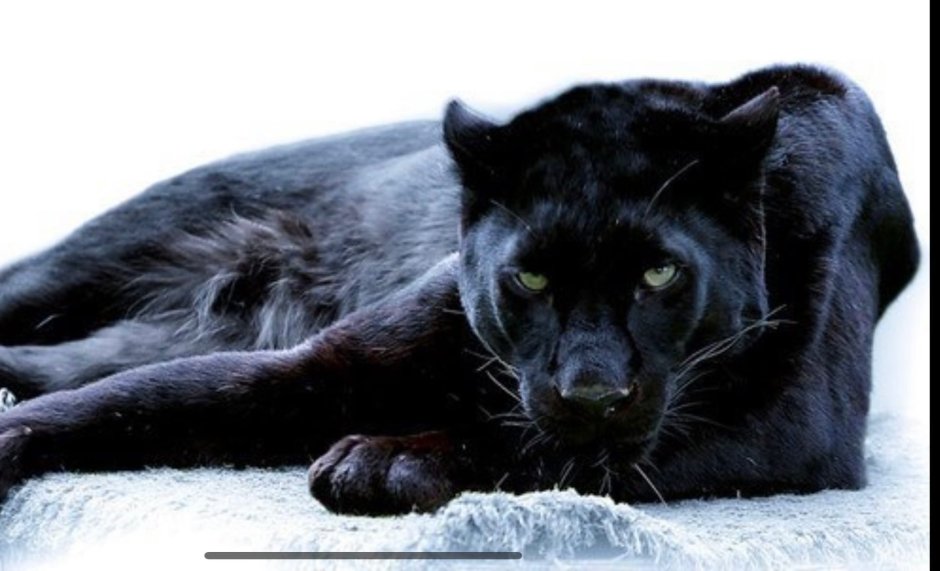 Черная пантера Багира