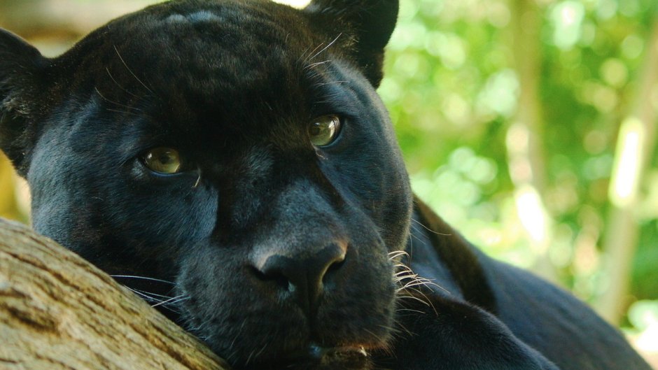 Пума животное черная