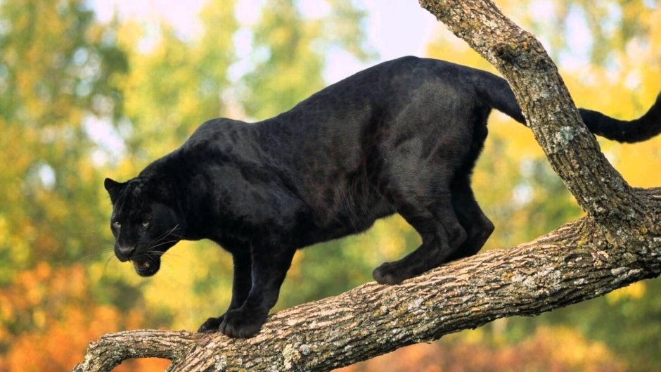 Черная пантера на бревне