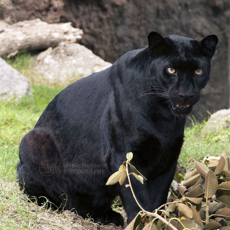 Карликовая пантера