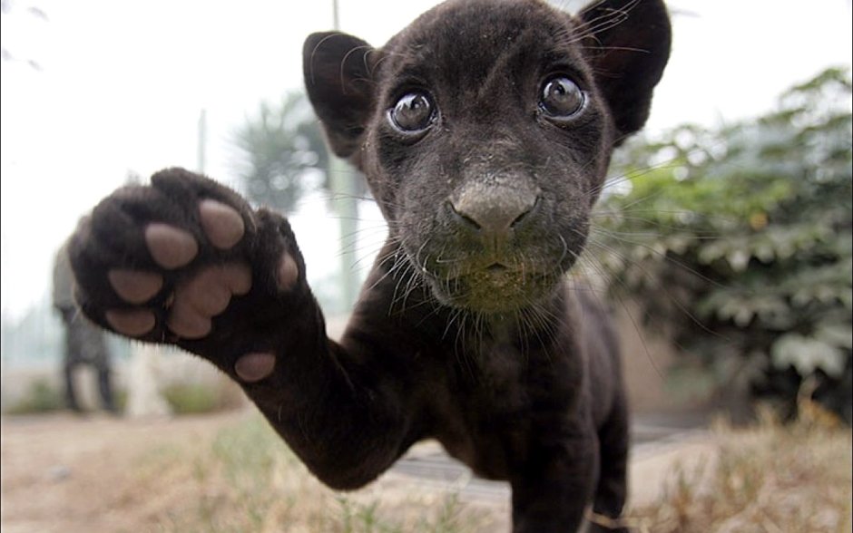 Лапа пантеры