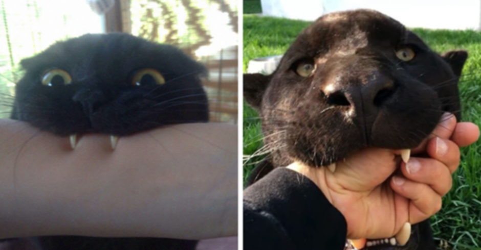 Черная кошка похожая на пантеру