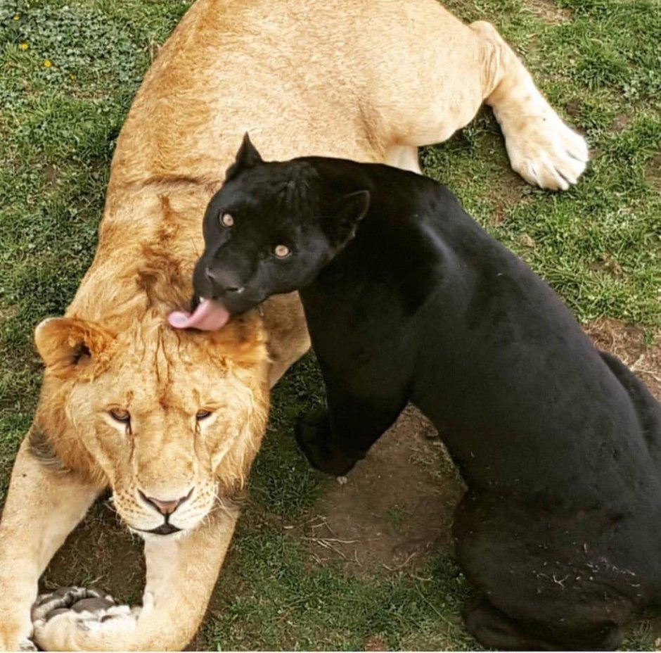 Тигры львы Пумы пантеры