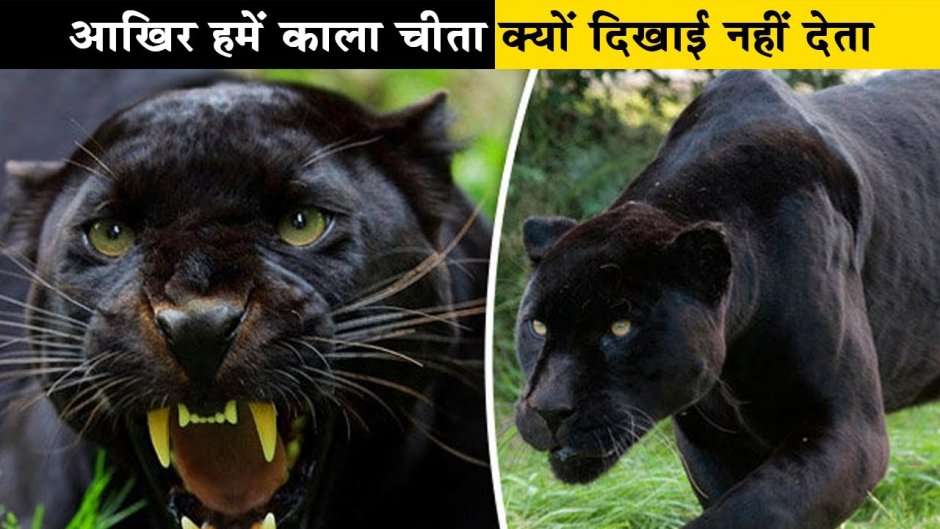 Оскал пантеры