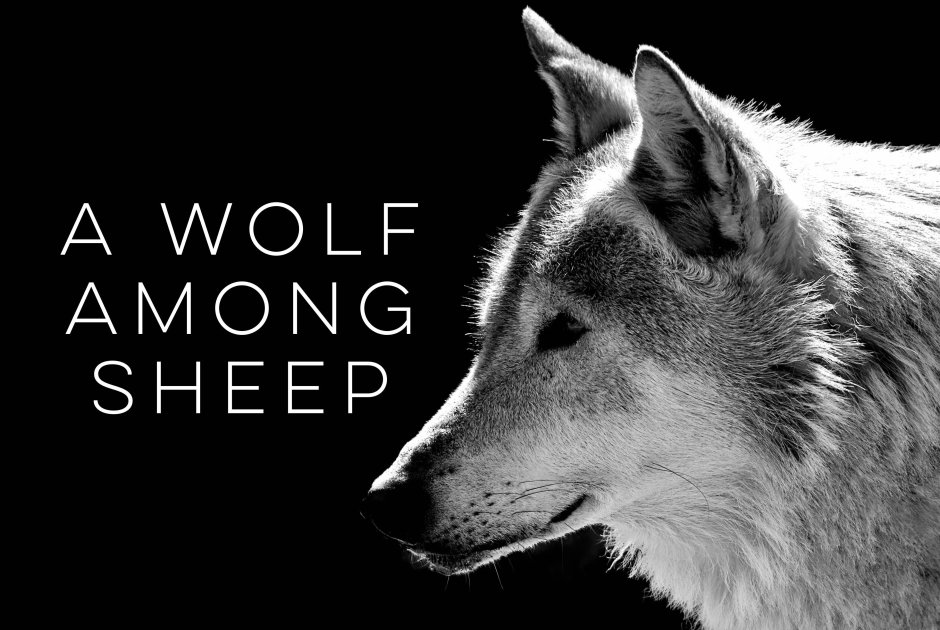 Wolves among Sheep
