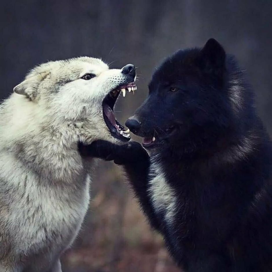 Volk Wolf белый и черный волк