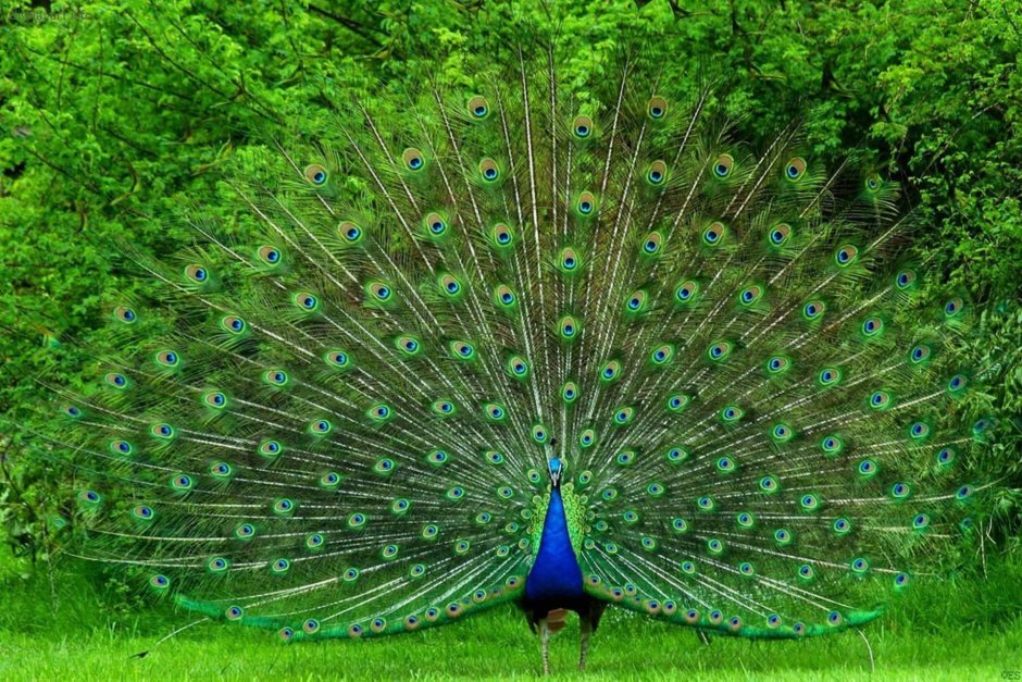 Павлин (Pavo cristatus)
