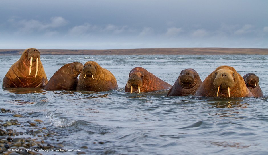 Морж в тундре