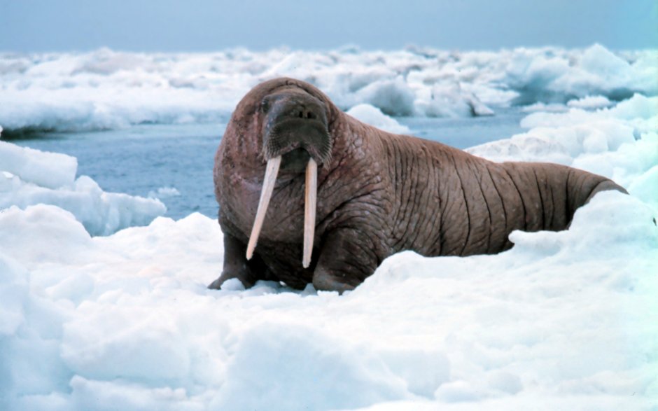 Тихоокеанский морж (Odobenus rosmarus divergens)